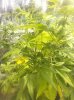 flowerday22-1stgrow-pic1.jpg