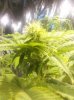 flowerday22-1stgrow-pic3.jpg