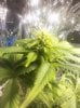 flowerday22-1stgrow-pic5.jpg