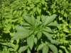 grow 022.jpg