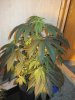 DSC00565.jpg