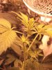 DSC00572.jpg