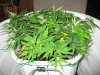 Day 6 of flowering 013.jpg