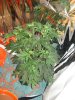 DSC00594.jpg