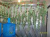 all the harvest buds 006 600x449.jpg