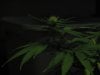 Day 14 of flowering 007.jpg