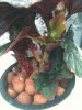 veg-Begonia01.jpg