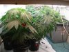 DSC00644.jpg