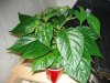 DSC00641.jpg
