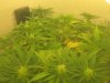 Day 15 of flowering 4 006.jpg