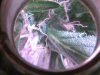 trichs 82 1.jpg