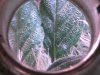trichs 82 2.jpg