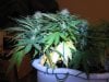 Day 22 of flowering 9 013.jpg