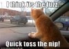 funny-pictures-cat-sees-police.jpg