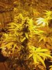 flowerday40-1stgrow-02.jpg