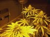 flowerday40-1stgrow-21.jpg