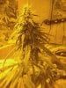 flowerday40-1stgrow-09.jpg