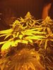 flowerday40-1stgrow-16.jpg