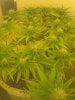 Day 24 of flowering11 002.jpg