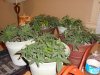 canniboss-182785-albums-gorilla-grow-2010-picture957367-may-25.jpg