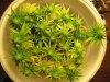 Day 29 of flowering 15 012.jpg