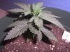 Grow Issues #2 002.jpg