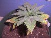 Grow Issues #2 004.jpg