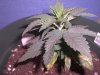 Grow Issues #2 005.jpg