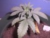 Grow Issues #2 007.jpg