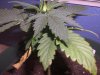 Grow Issues #2 008.jpg