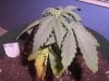 Grow Issues #2 009.jpg