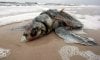 A-dead-sea-turtle-washed--006.jpg