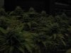 Day 29 of flowering 16 003.jpg