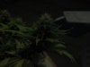 Day 29 of flowering 16 001.jpg