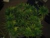 Day 29 of flowering 16 005.jpg