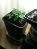 newest grow 011.jpg