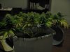 Day 30 of flowering 012.jpg