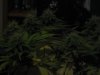 Day 30 of flowering 023.jpg