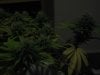 Day 30 of flowering 019.jpg