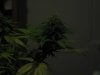 Day 30 of flowering 016.jpg