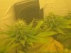 Day 30 of flowering 006.jpg