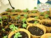 canniboss-182785-albums-gorilla-grow-2010-picture907424-half-done.jpg