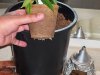 Jiffy Cup Roots.jpg