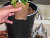 Blue Dream Topping Clone Roots.jpg