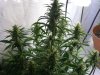 PPPf 1212D39-57-plant1.JPG