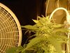 marijuana 002.jpg