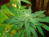 marijuana 007.jpg
