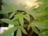 marijuana 011.jpg