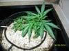 day 8 3st day of LST 002 600x449.jpg