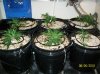 day 8 3st day of LST 007 600x449.jpg